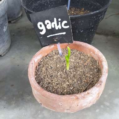 Eunike Grace's garden