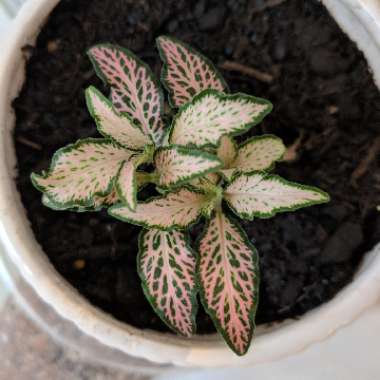 Fittonia albivenis var. Verschaffeltii