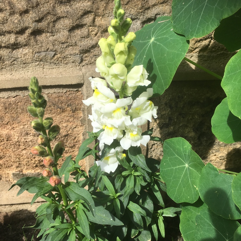 Plant image Antirrhinum majus 'Peaches And Cream'