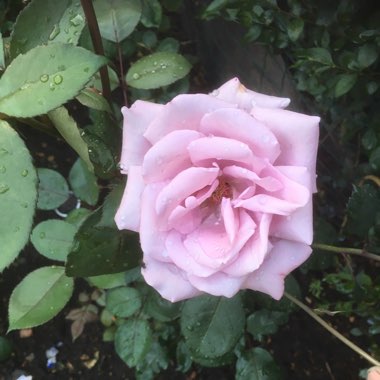 Rosa 'Tannacht' syn. Rosa 'Blue Moon', Rosa 'Blue Munday', Rosa 'Sissi', Rosa 'Navo-Rose', Rosa 'Mainzer Rad', Rosa 'Mainzer Fastnacht'