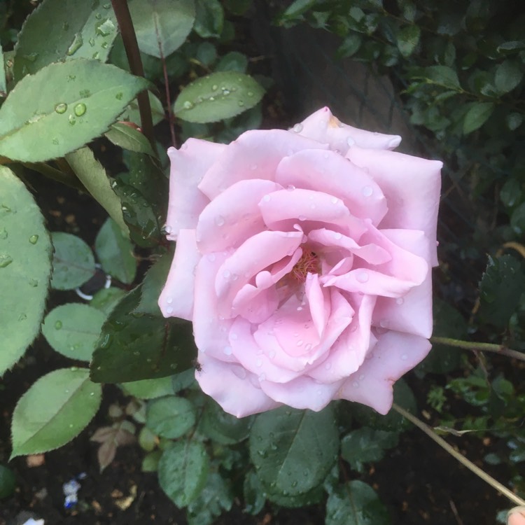 Plant image Rosa 'Tannacht' syn. Rosa 'Blue Moon', Rosa 'Blue Munday', Rosa 'Sissi', Rosa 'Navo-Rose', Rosa 'Mainzer Rad', Rosa 'Mainzer Fastnacht'
