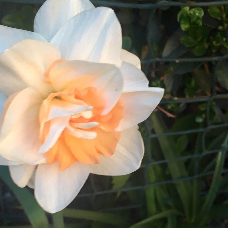 Plant image Narcissus 'Mallee'