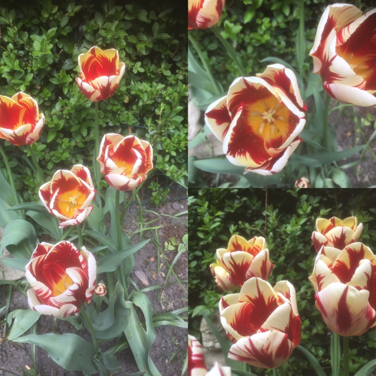 plant image 374014