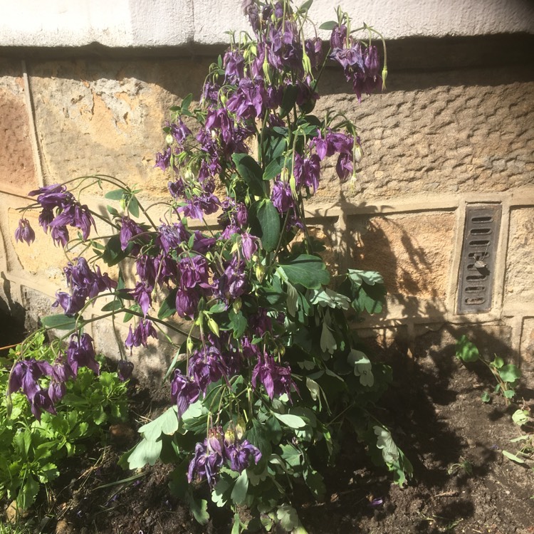 plant image 422253