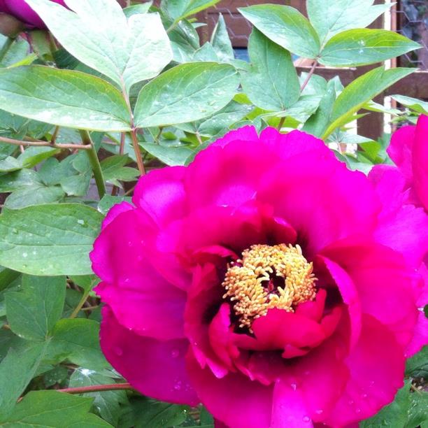 plant image 458