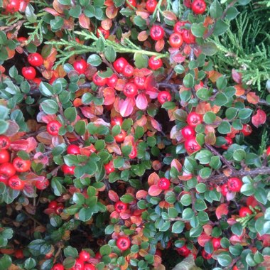 Cotoneaster