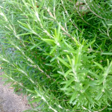Rosemary