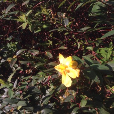 St Johns Wort