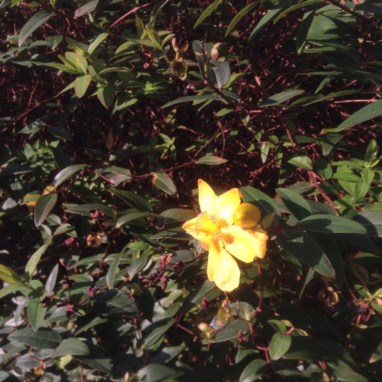 plant image 1198713