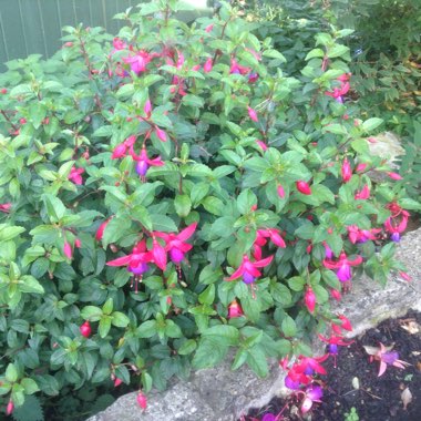 Fuchsia 'Magellanica'