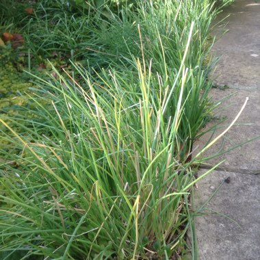 Chives