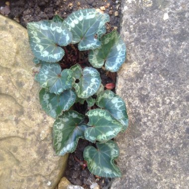 Cyclamen (Hardy)