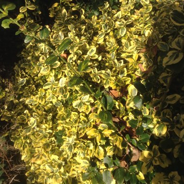 Spindle Tree 'Emerald 'n' Gold'