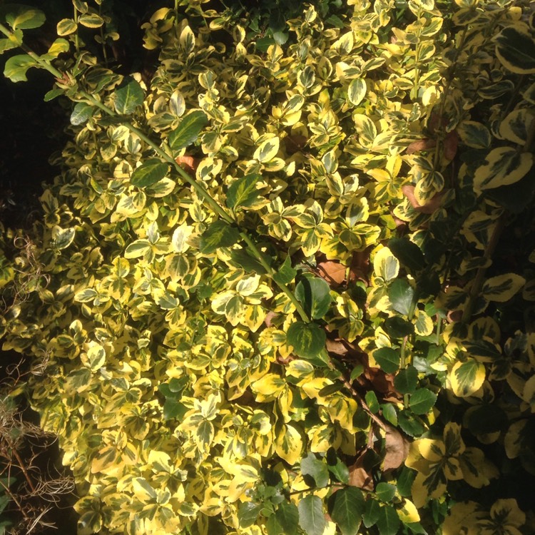 Plant image Euonymus fortunei 'Emerald 'n' Gold'