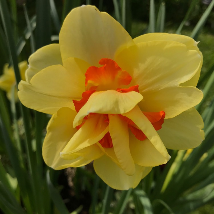 plant image 1001597 plant image 1001597