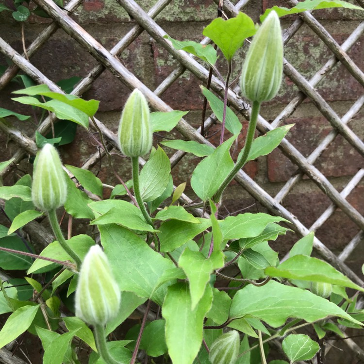 plant image 1014468 plant image 1014468
