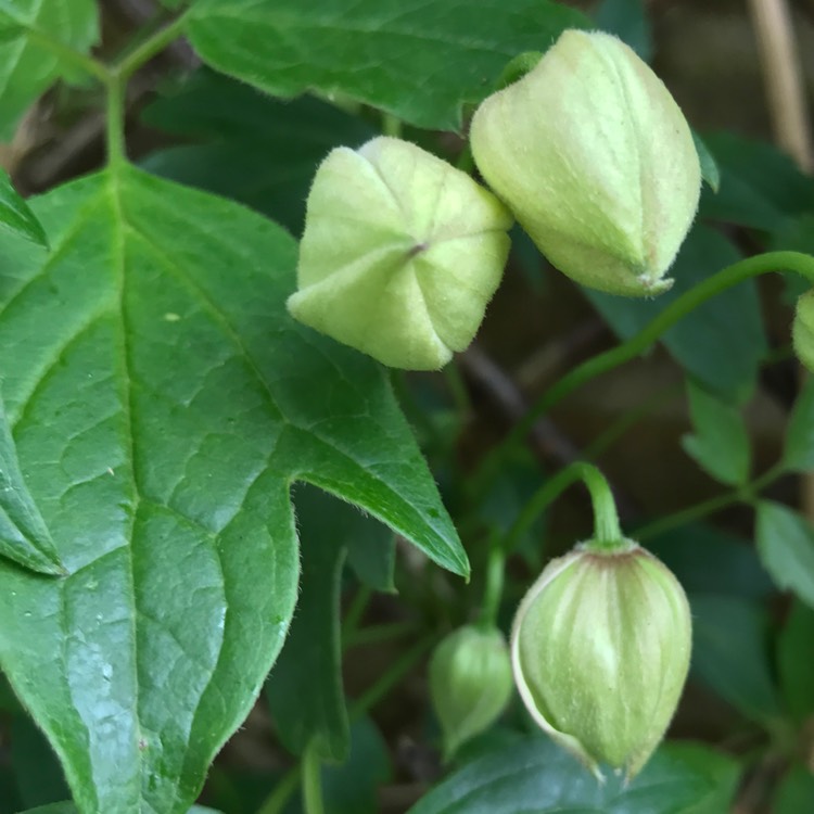 plant image 1014470