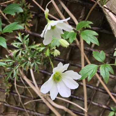 Clematis 'Early Sensation'