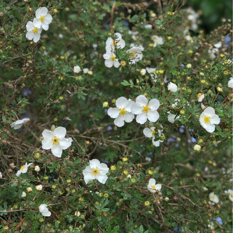 plant image 1018846 plant image 1018846
