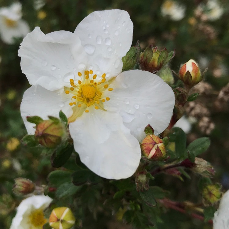 plant image 1018847 plant image 1018847