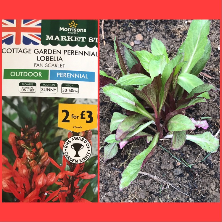 Plant image Lobelia x speciosa 'Fan Scarlet'