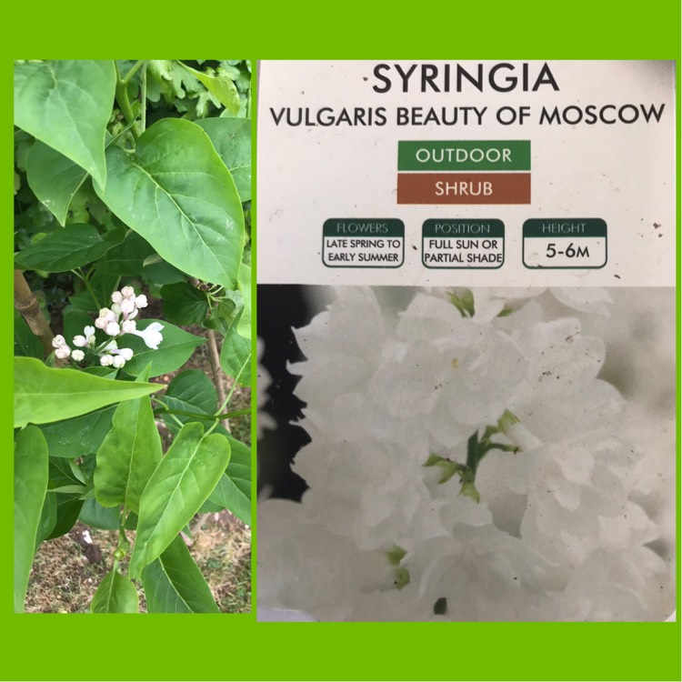 plant image 1023247