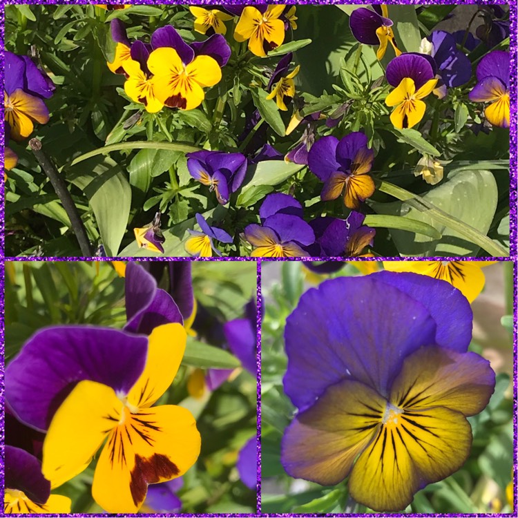Plant image Viola 'Sorbet Orange Jump Up'