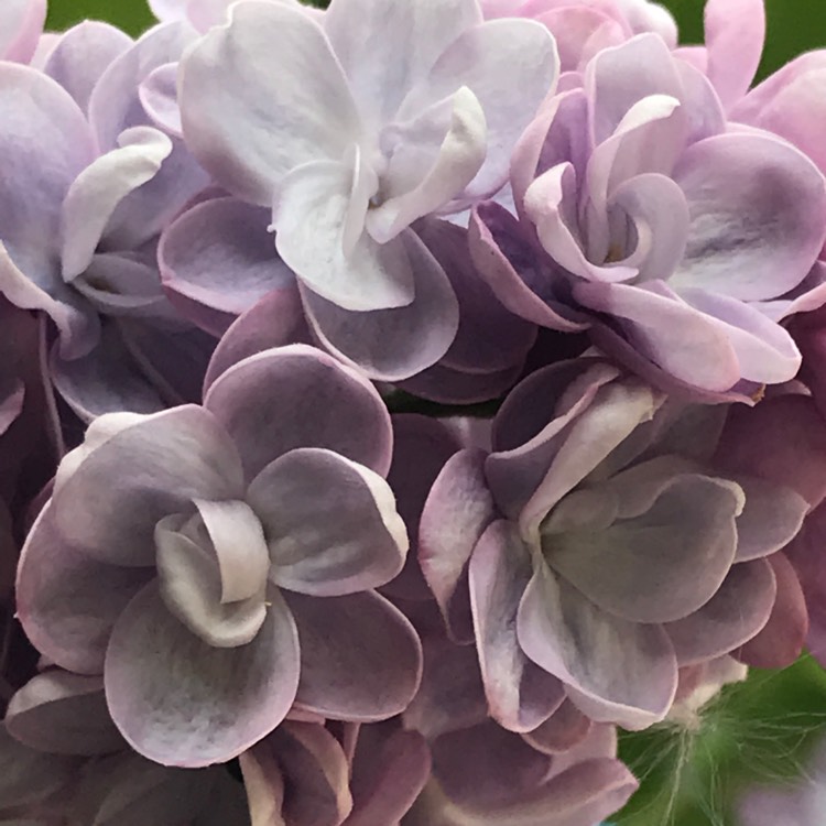 plant image 1027338