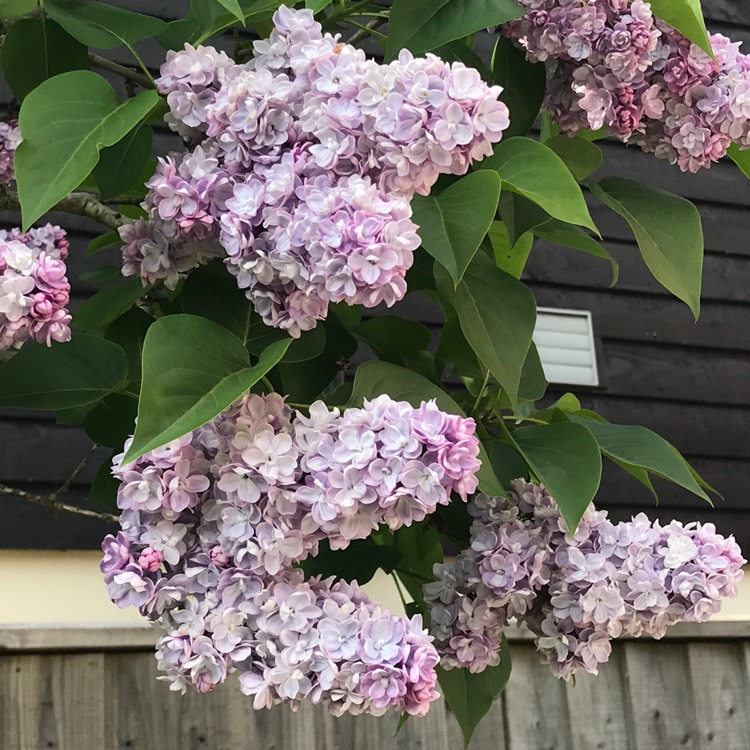 plant image 1027339