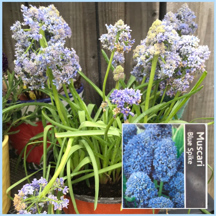 plant image 1027355