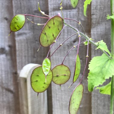 Lunaria annua