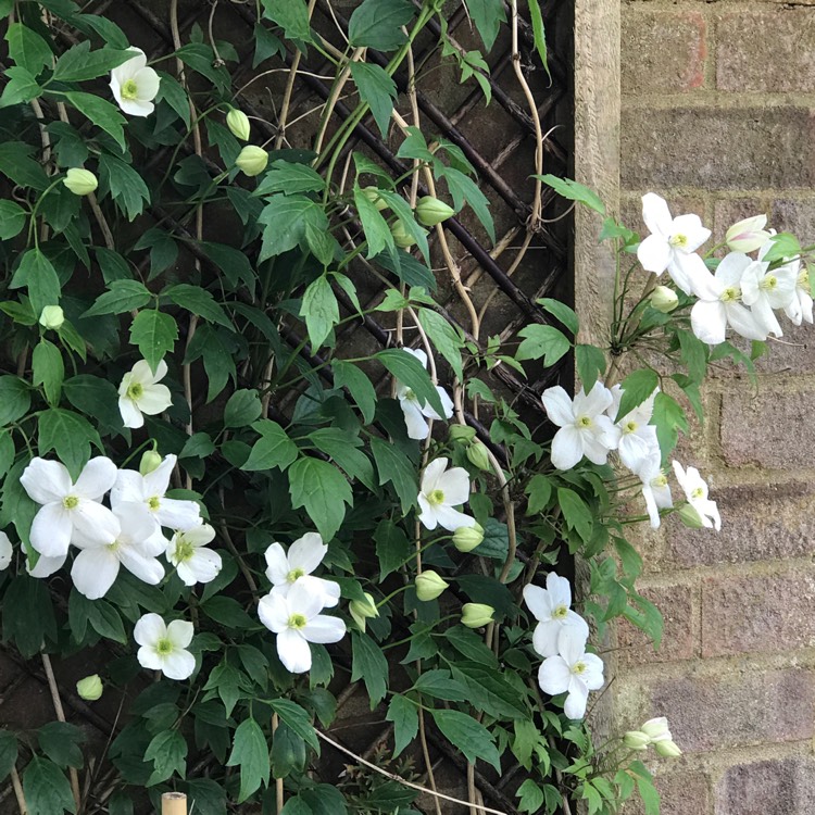 plant image 1031225