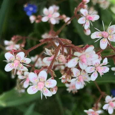 Saxifraga x urbium