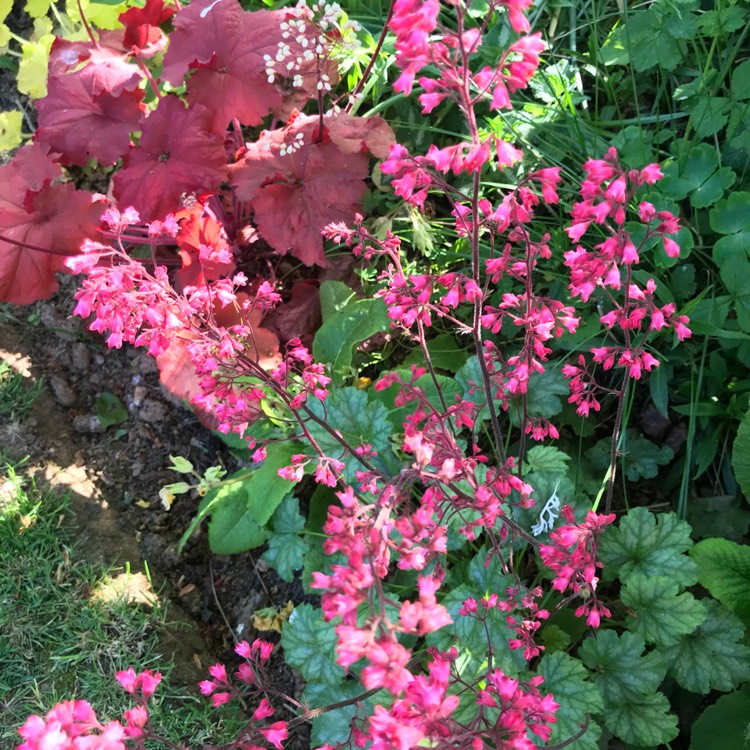 plant image 1032066