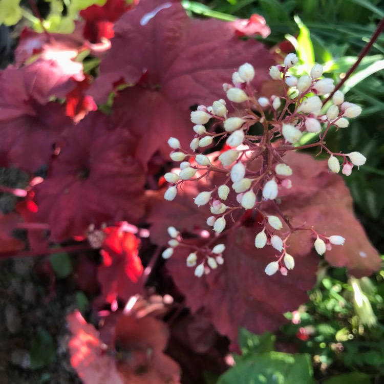 plant image 1032067