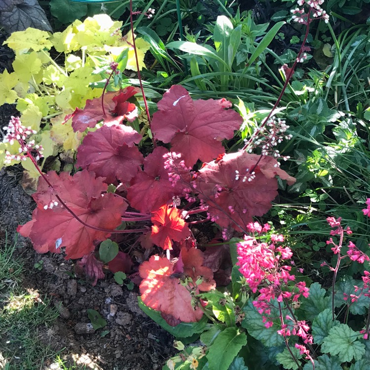 plant image 1032068