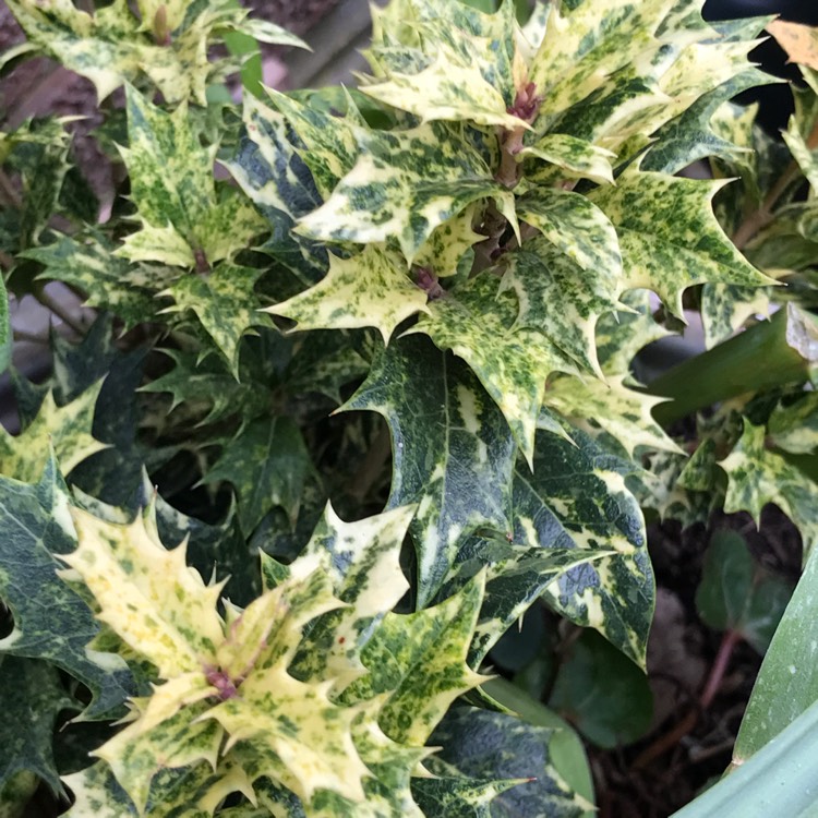 plant image 1044031