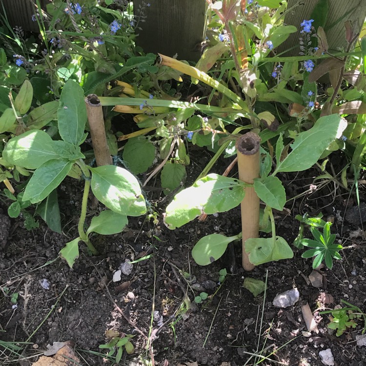 plant image 1049549