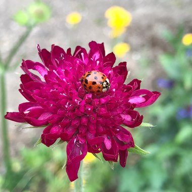 Knautia macedonica