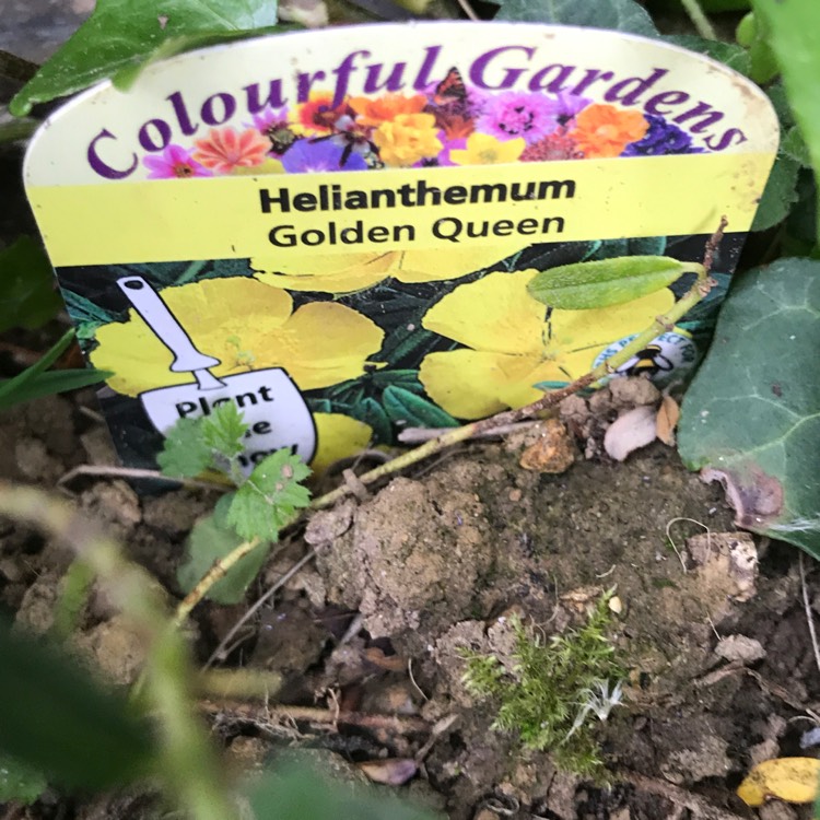 plant image 1063873