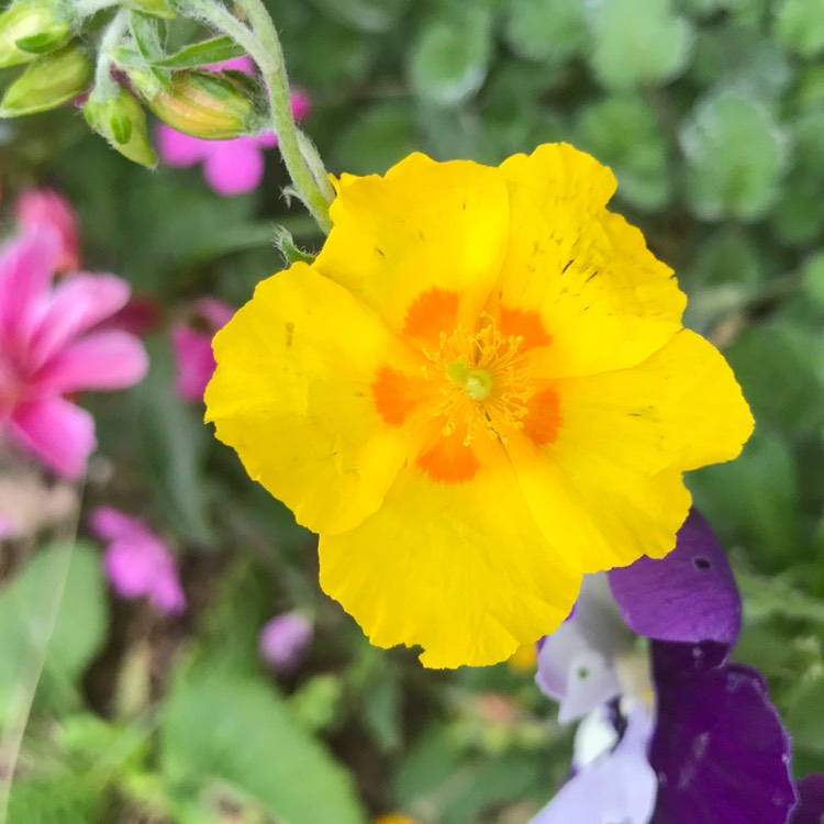 Plant image Helianthemum hybride 'Golden Queen'