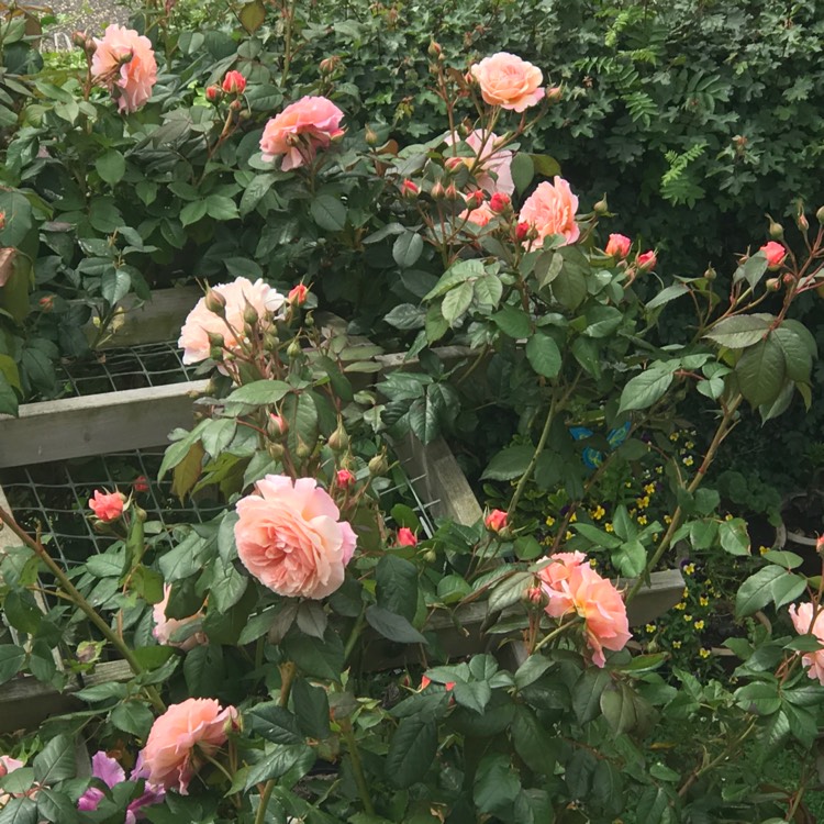 Plant image Rosa 'Ausled' syn. Rosa 'A Shropshire Lad'