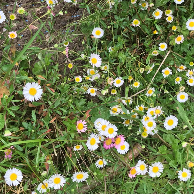 plant image 1065252