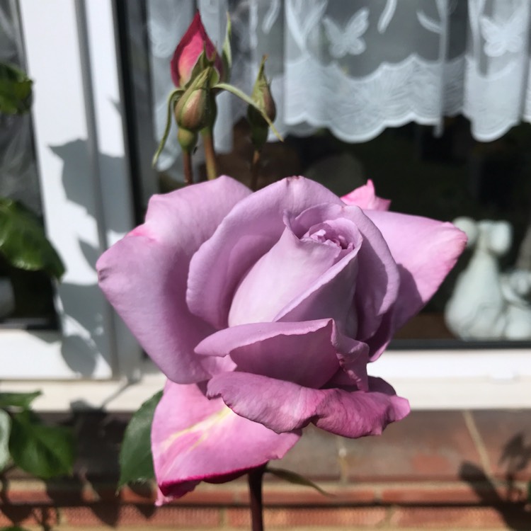 plant image 1066224