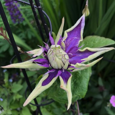 Clematis florida 'Taiga'