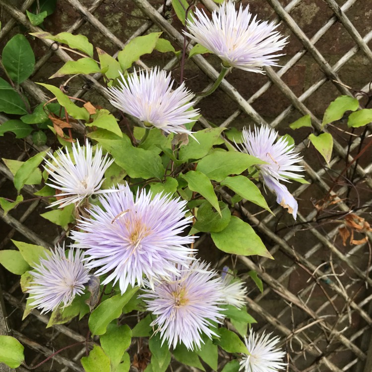 plant image 1074853 plant image 1074853