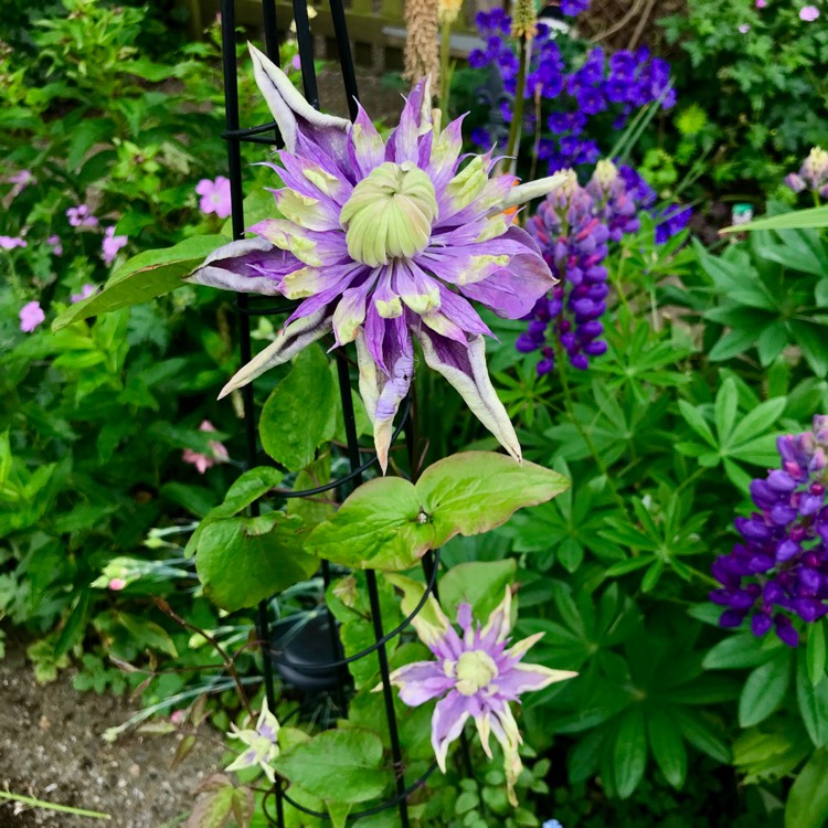 plant image 1081623 plant image 1081623