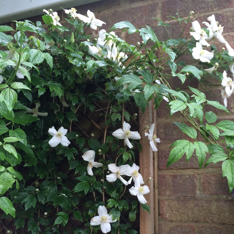 plant image 108669