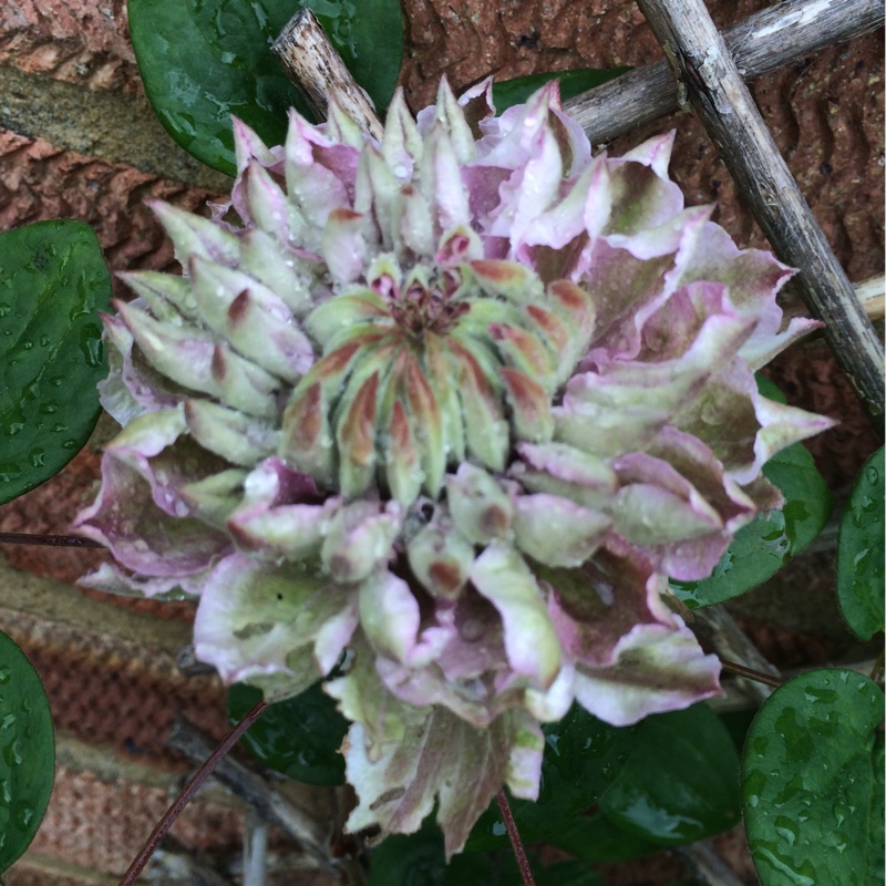 plant image 108670