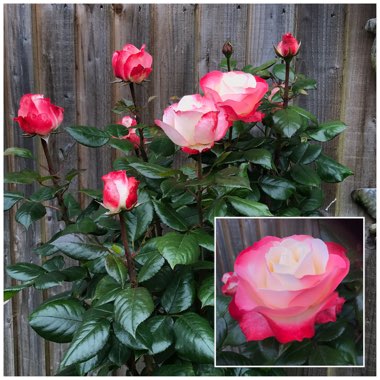 Rosa